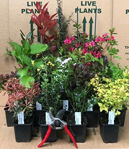 Mixed Garden Shrub Selection, Pack of 5 Established Plants Supplied in 9cm Pots by DirectPlants™