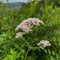 200 pcs Baldrian Samen, Baldrian Pflanze, kräuter pflanzen winterharte pflanzen für garten Valeriana officinalis Samen, kräuterbeet indoor, bio samen kräuter pflanzen topfpflanzen