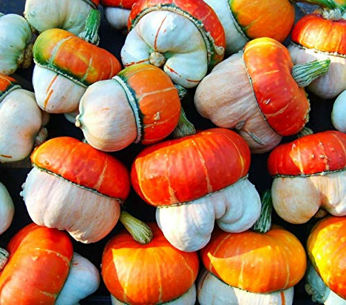 5 Seeds of Ornamental Gourd Turkish Turban Autumn Vine (Cucurbita Pepo)