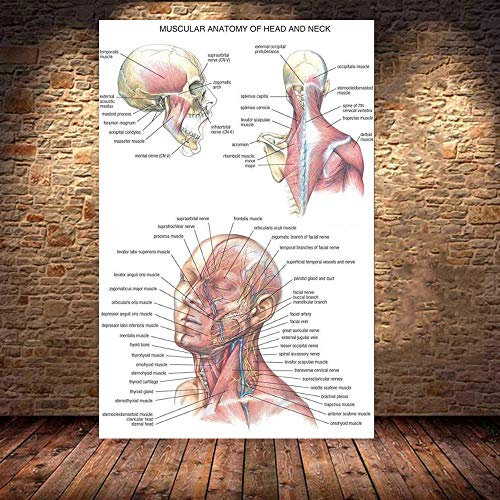 Kopf Muskelsystem Anatomisches Poster Muskelanatomie Diagramm Anatomisches Diagramm Menschlicher Körper Pädagogisches Human Anatomy Poster Leinwand Bild Büro Dekor D13114 40X60Cm/Leinwand Rahmen