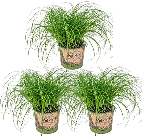 Bloomique - 3er Set - Cyperus Zumula - Katzengras Fertig Gewachsen - Zimmerpflanzen - Pflegeleicht - Haustierfreundlich - Höhe 20-30 cm - Topf 12 cm