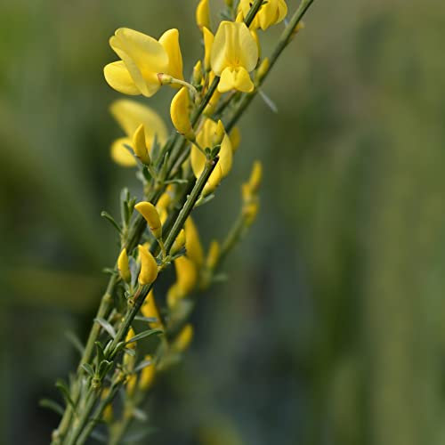 Cytisus x praecox 'Allgold' Broom Plant Deciduous Hardy Shrub Yellow Blooms Grey-Green Foliage Low Maintenance Easy to Grow Your Own Garden Flowers 2 x 3.6 Litre Potted Plants by Thompson and Morgan