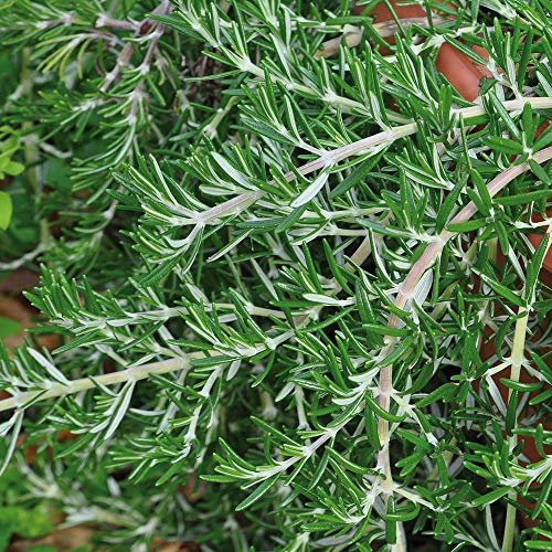 Rosemary Plug Plants. 'Riviera'. Perennial Cooking herb Great for Hanging Baskets. Medium Plug Plants x 4. Available from Bedwen Plants