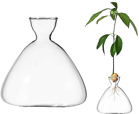 CDIYTOOL Vaso in vetro per germogli di avocado, vasi trasparenti per la coltivazione di alberi di avocado, vaso in vetro per piantare semi da giardino, per casa, tavolo, scrivania, decorazione per