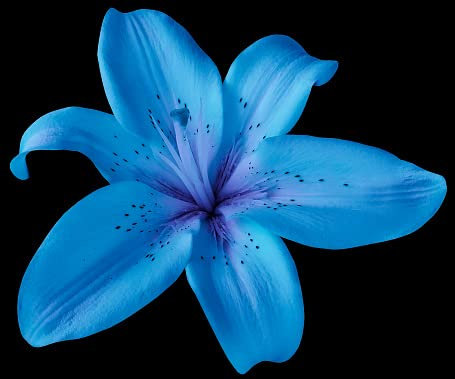 Nuovo 100 semi di fiori di giglio blu