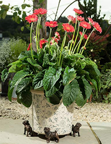 Potty Feet Pug Figures Plant Pot Feet - Planter Support - Handmade Decorative Ornaments - 3pcs