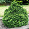 Semi Hinoki Cipresso (Chamaecyparis obtusa) 35 + Semi