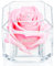 A 100% Real Rose That Lasts Years - Eternal Petals, Handmade in UK – White Gold Solo with A Multicolor Swarovski Crystal (Light Pink)