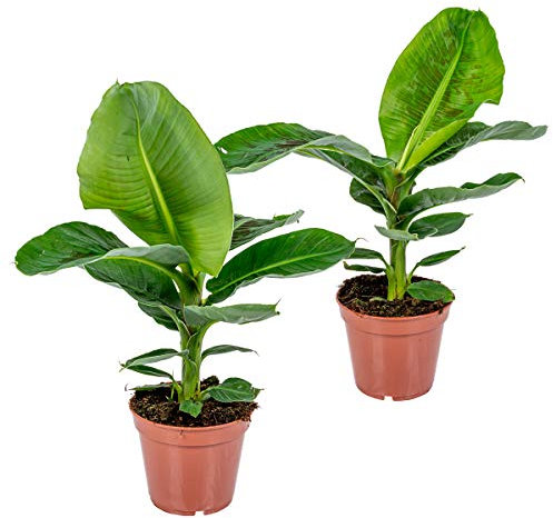 Bloomique - 2er Set - Musa Oriental Dwarf - Bananenpflanze - Zimmerpflanzen - Pflegeleicht - Haustierfreundlich - Höhe 60-70 cm - Topf 17 cm