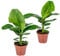 Bloomique - 2er Set - Musa Oriental Dwarf - Bananenpflanze - Zimmerpflanzen - Pflegeleicht - Haustierfreundlich - Höhe 60-70 cm - Topf 17 cm
