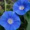 CHTING 200 Stück Blue Morning Glory Seeds Klettern Rebe Blume Schnell Wachsen Für Garten Balkon Pflanzen Einzigartige Gartenlandschaft