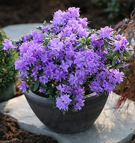 Zwerg Rhododendron Luisella 40-50cm - Rhododendron impeditum - Zwerg Alpenrose - Gartenpflanze