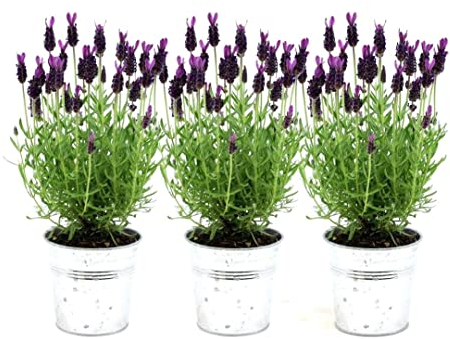 Plants by Frank - Set von 3 Französischen Lavendel Pflanze im Dekotopf 'Old Look' - 3 x Lavandula stoechas Anouk® 13 cm Topf - Lavendel pflanze - Frisch aus der Gärtnerei Geliefert