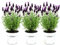 Plants by Frank - Set von 3 Französischen Lavendel Pflanze im Dekotopf 'Old Look' - 3 x Lavandula stoechas Anouk® 13 cm Topf - Lavendel pflanze - Frisch aus der Gärtnerei Geliefert