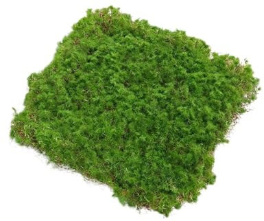 Erba Sintetica 20/30 centimetri Tappeto Erboso Artificiale Muschio Prateria Erba Finta Prato Tappeto Tappeto Erboso Artificiale Erba All'aperto Zerbino Muschio Tappeto Esterno Garden Decor(20*20cm)