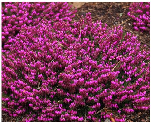 GrowOn Shrubs [x4] Heather Erica Carnea 'Myretoun Ruby' | Multi-Pack | Evergreen Shrubs | Outdoor Garden Ready Plants | Winter to Spring Flowering | Deep Rose Pink Flowers