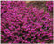 GrowOn Shrubs [x4] Heather Erica Carnea 'Myretoun Ruby' | Multi-Pack | Evergreen Shrubs | Outdoor Garden Ready Plants | Winter to Spring Flowering | Deep Rose Pink Flowers