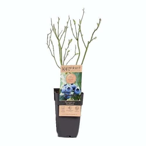 Arándano Planta Natural DECOALIVE para Cultivar Arándanos en Casa