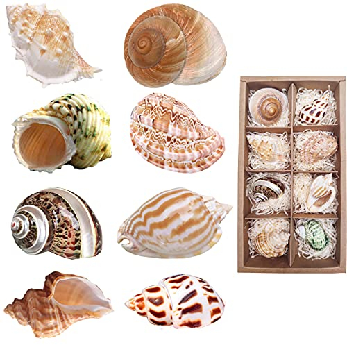 Einsiedlerkrebs Muscheln Groß 8 Stück Natürliche Muscheln für Fischernetz Deko Gemischte Muscheln Aquarium Turbo Muscheln für Strand Deko(5.8-9 cm)
