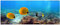 Wallario selbstklebendes Poster - Bunte Fische im Meer, Aufkleber in Premiumqualität, Klebefolie Größe: 50 x 125 cm