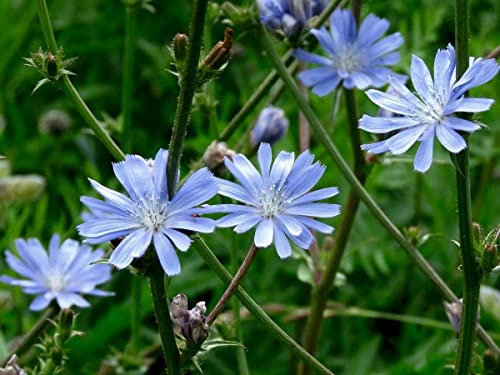 Chicory Seed (Agricultural) Wildflower Seeds UK Blue Flower Garden Annual Flower Seeds Height 12-48 (1 Kg)