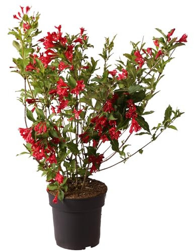 Weigela, Red Prince, rote Blüten, Zierstrauch, Sommerblüher, pflegeleicht, Gartenpflanze, dekorativ, winterhart, Heckenpflanze