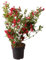 Weigela, Red Prince, rote Blüten, Zierstrauch, Sommerblüher, pflegeleicht, Gartenpflanze, dekorativ, winterhart, Heckenpflanze