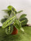Maranta Leuconera Lemon Lime vaso 12 cm “pianta delle preghiera” Foto Reali