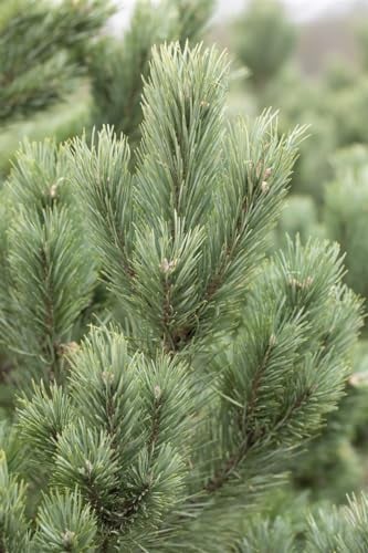 Pinus cembra 'Glauca' 50-60 cm - Zirbelkiefer, blaugraue Nadeln, immergrün, ideal für Steingärten und Kübel, winterhart und pflegeleicht