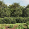 Iiaky Maschendrahtzaun mit Bodenflansch Gitterzaun Gartenzaun Metall Zaunelemente Maschendrahtzaun Pfosten Anthrazit 1,8x25 m - 154333