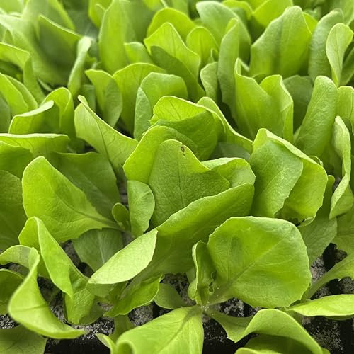 Kopfsalat grün Nobellan Salatjungpflanzen 12er-Set