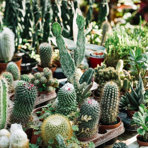 Cactus Mixed Seeds – Easy to Grow – Unique Indoor & Outdoor Plants – for Your Beautiful Garden