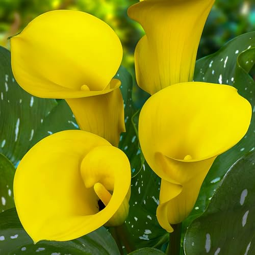 Yellow Passion (jaune) Zantedeschia Lys Calla Bulbes, 5 vrais et gros bulbes portant plus de 5 fleurs, plante de jardin idéale, de Hollande (pas de graines et non artificiels)