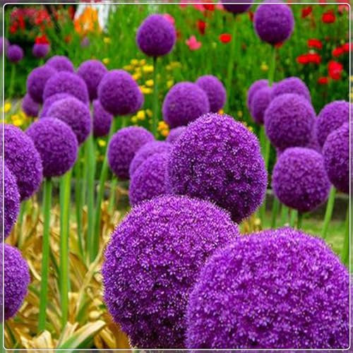 Allium Zwiebeln,Blumenzwiebeln,Winterharte Stauden, Zierblumen,Accessoires, Runde Blumen,Schnittblumen, Allium Zwiebeln Winterhart,Bienenfreundlich-5zwiebeln-E