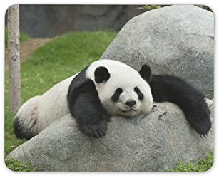 Adorable Panda Bear Mouse Mat Pad - Bears Animal Kids Fun Gift PC Computer #8307