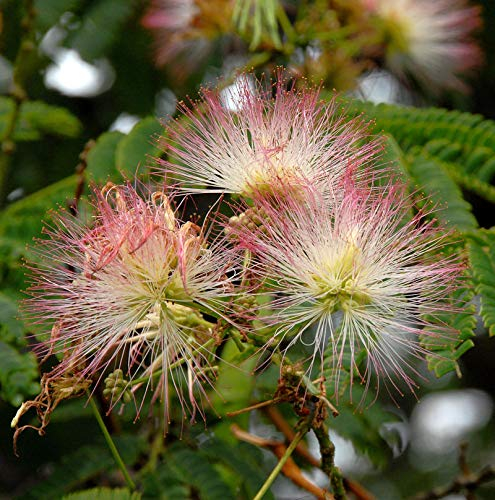 Hochstamm Seidenakazie Ombrella - Schlafbaum 100-125cm - Albizia julibrissin