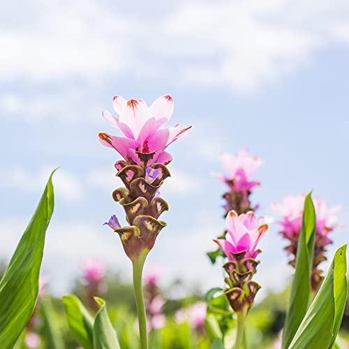 300 Curcuma samen kurkuma pflanzen winterhart balkonpflanzen garden kräutergarten geschenk pflanzen bodendecker