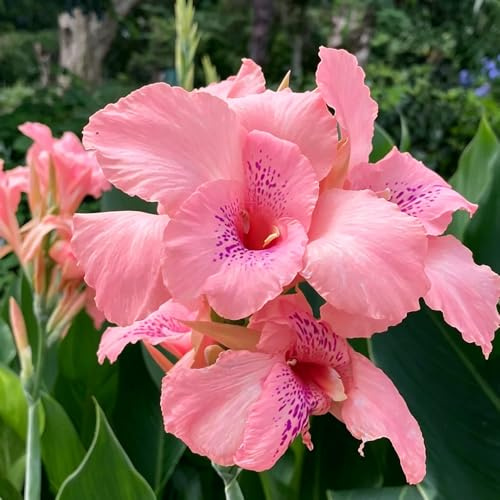 Canna 10zwiebeln exotische zimmerpflanzen