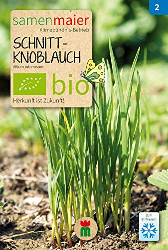 Samen Maier 919 Schnittknoblauch (Bio-Schnittknoblauchsamen)