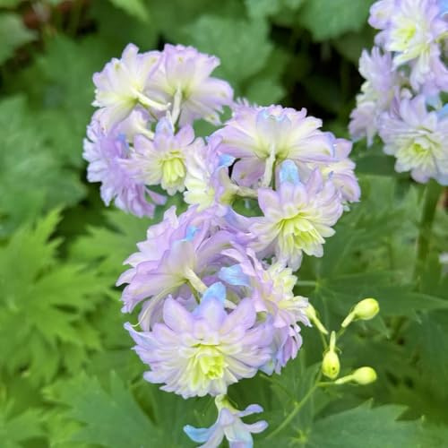 rittersporn winterhart mehrjährig, bio für garten, wild, 350samen