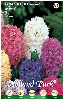 Holland Park bulbi da fiore di molte varietà e colori in sacchetto blister con foto (GIACINTI MIX 3 bulbi)