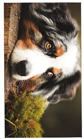 AOOEDM Australian Shepherd Dog Handtuch 27,5 x 16 Zoll Hautfreundliches Handtuch Saugfähiger Gesichtswaschlappen