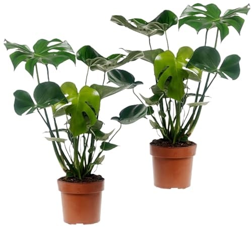 Plant in a Box - Monstera Deliciosa - 2er Set - Fensterblatt Grüne Zimmerpflanze - Topf 17cm - Höhe 50-60cm