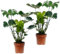 Plant in a Box - Monstera Deliciosa - Set de 2 - Hoja de ventana - Planta de interior - Maceta 17cm - Altura 50-60cm
