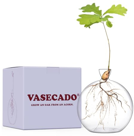 Vasecado® Vase for Acorn, Hand-Blown Clear Glass Vases for Acorns, Gift for Plant Lovers