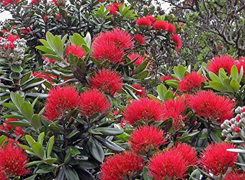 XXL Metrosideros excelsa 130-150 cm -Neuseeländischer Weihnachtsbaum - EISENHOLZBAUM