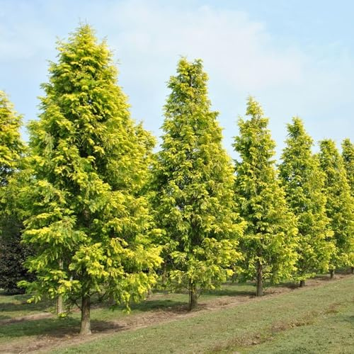 Vivai le Georgiche - Pianta vera di Metasequoia glyptostroboides Gold Rush Metasequoia honshuenensis Sequoia dell’alba dorata - vaso Ø 20 cm - altezza alla vendita 100-120 cm