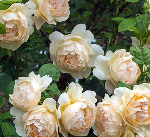 Englische Rose Wollerton Old Hall ® Ausblanket ® im großen 7,5 ltr Topf
