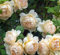 Englische Rose Wollerton Old Hall ® Ausblanket ® im großen 7,5 ltr Topf