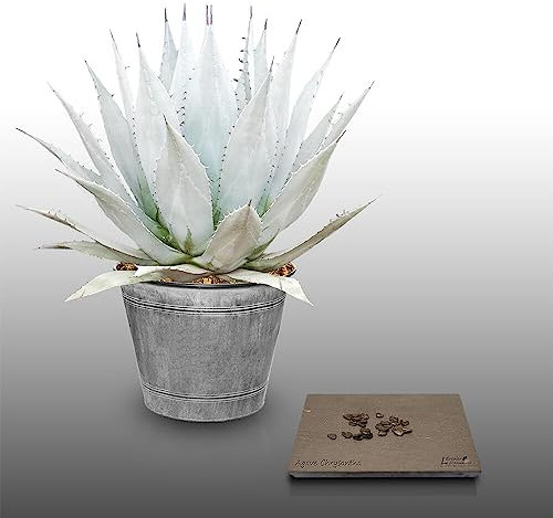 25 graines à semer - Le Grenier d'Abondance - AGAVE Chrysantha - Plante Succulente